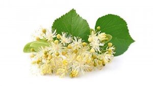 Fresh linden flowers and leaves isolated on white.