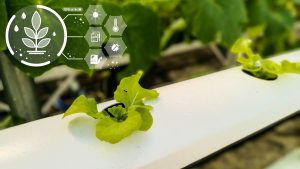 Hydroponic lettuce growing with smart agriculture technology icons.